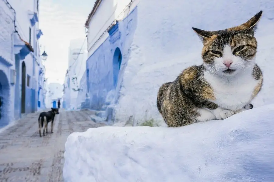 Escursione Chefchaouen da Fez – Un gatto tra i muri azzurri